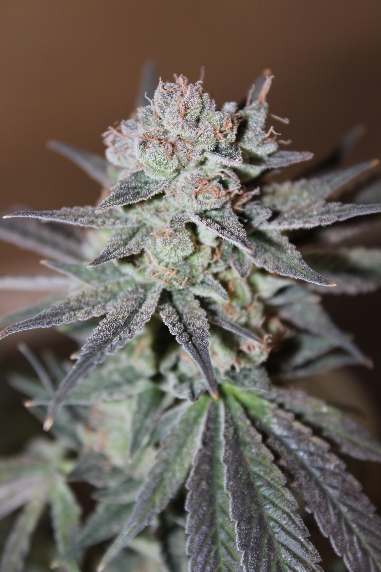 Uplift 1 flower day 77 2