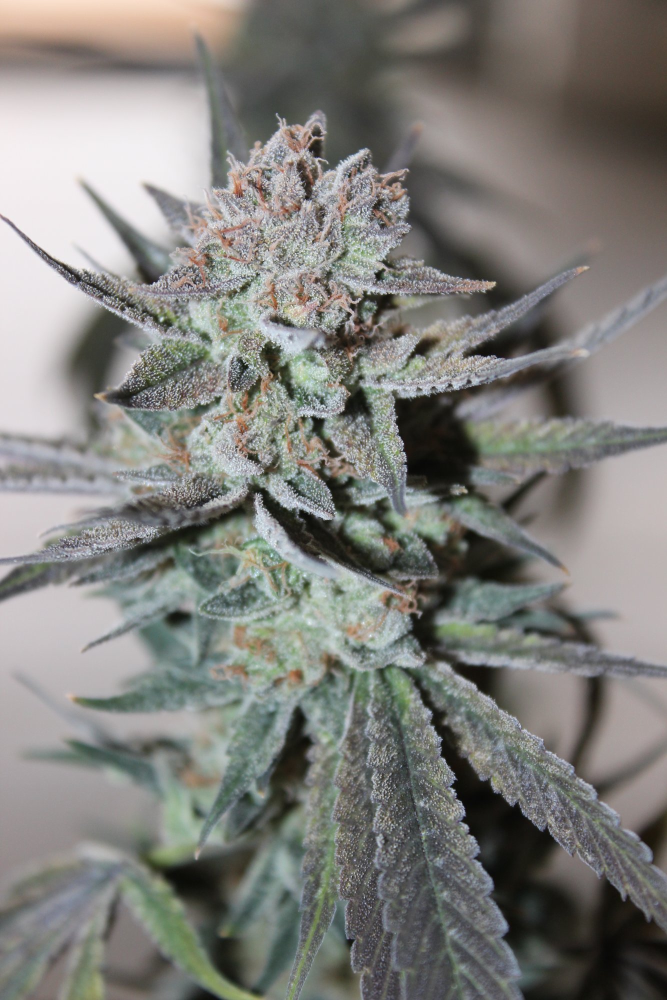 Uplift 1 flower day 77 4