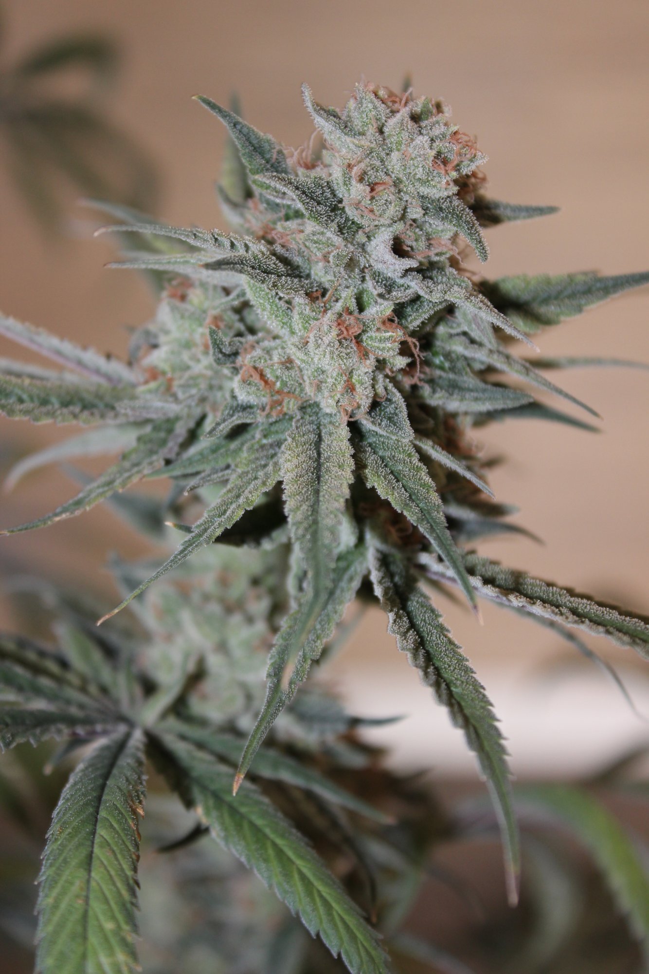 Uplift 2 flower day 77 1