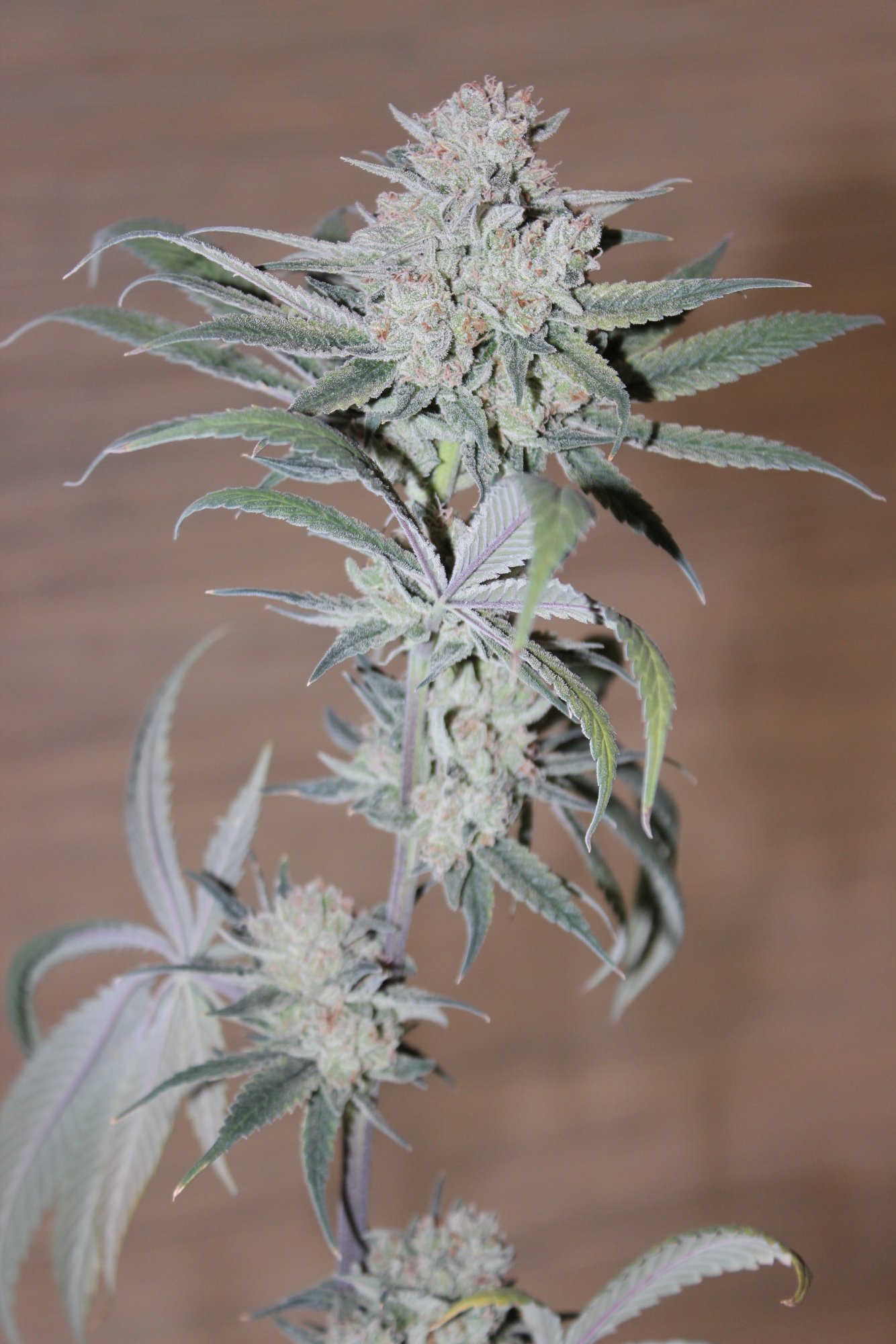 Uplift 2 flower day 77 2