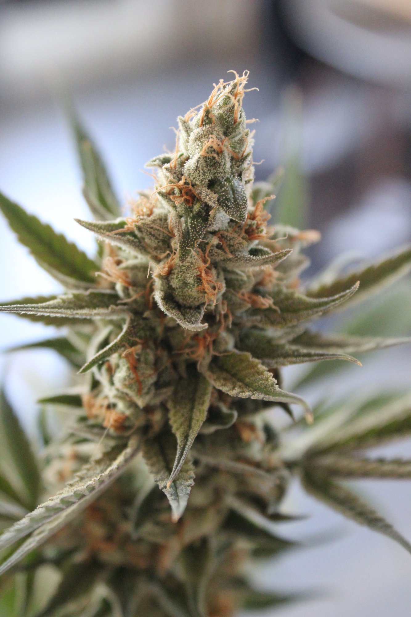 Uplift 3 flower day 75 3