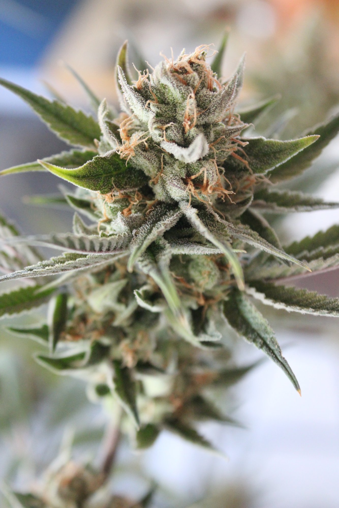 Uplift 3 flower day 75 4