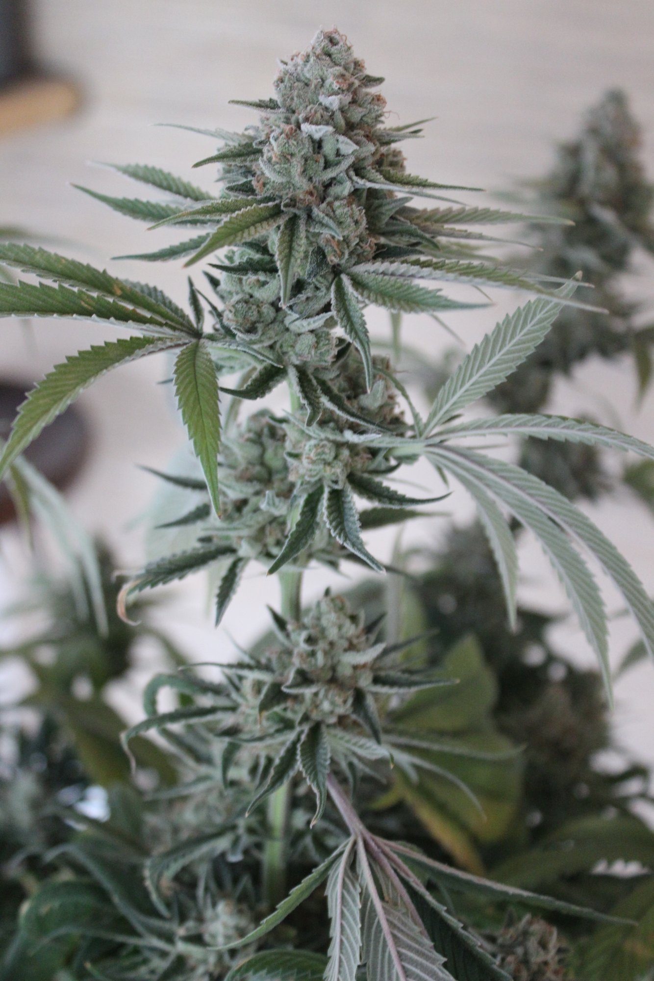 Uplift 4 flower day 77 3