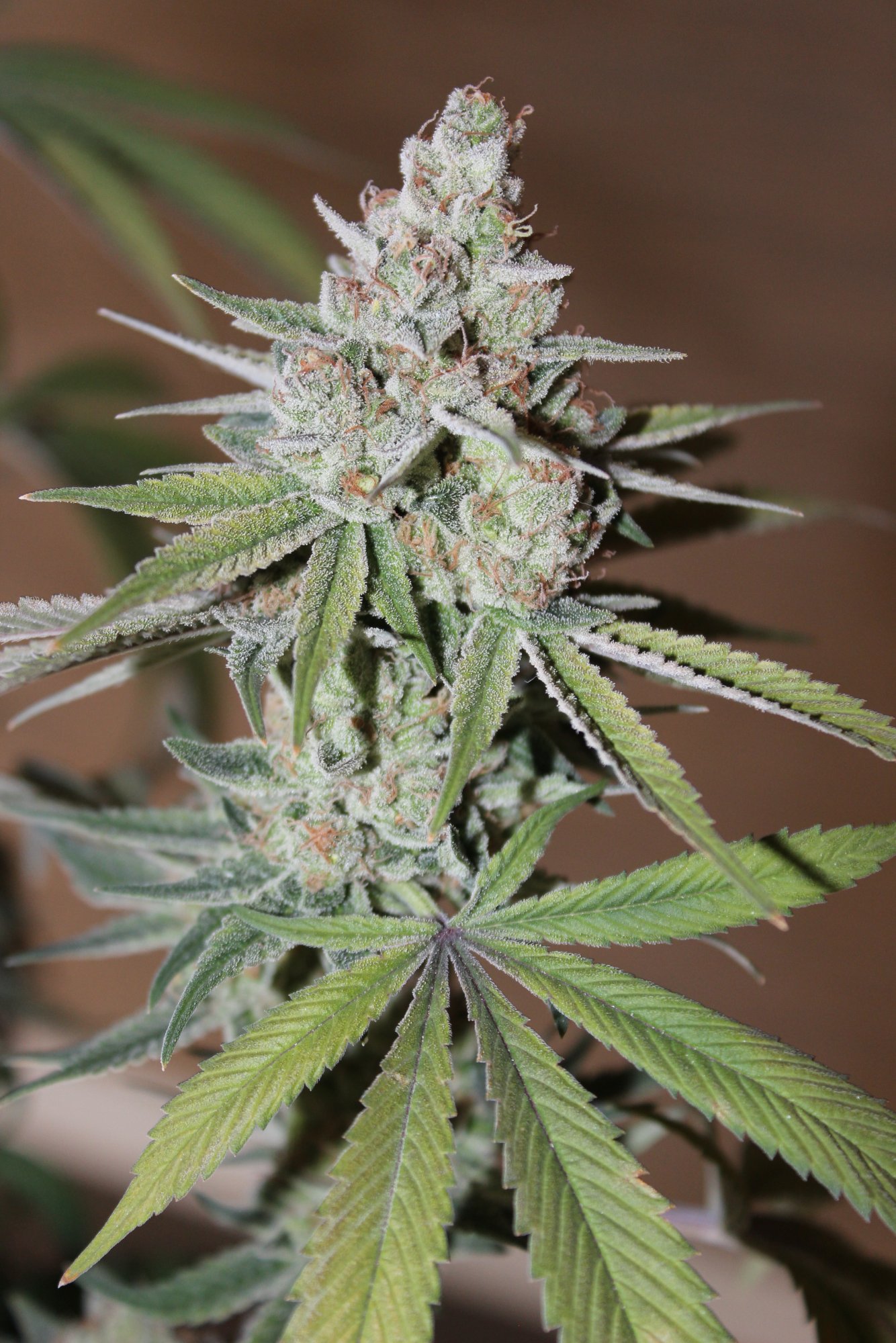Uplift 4 flower day 77 4