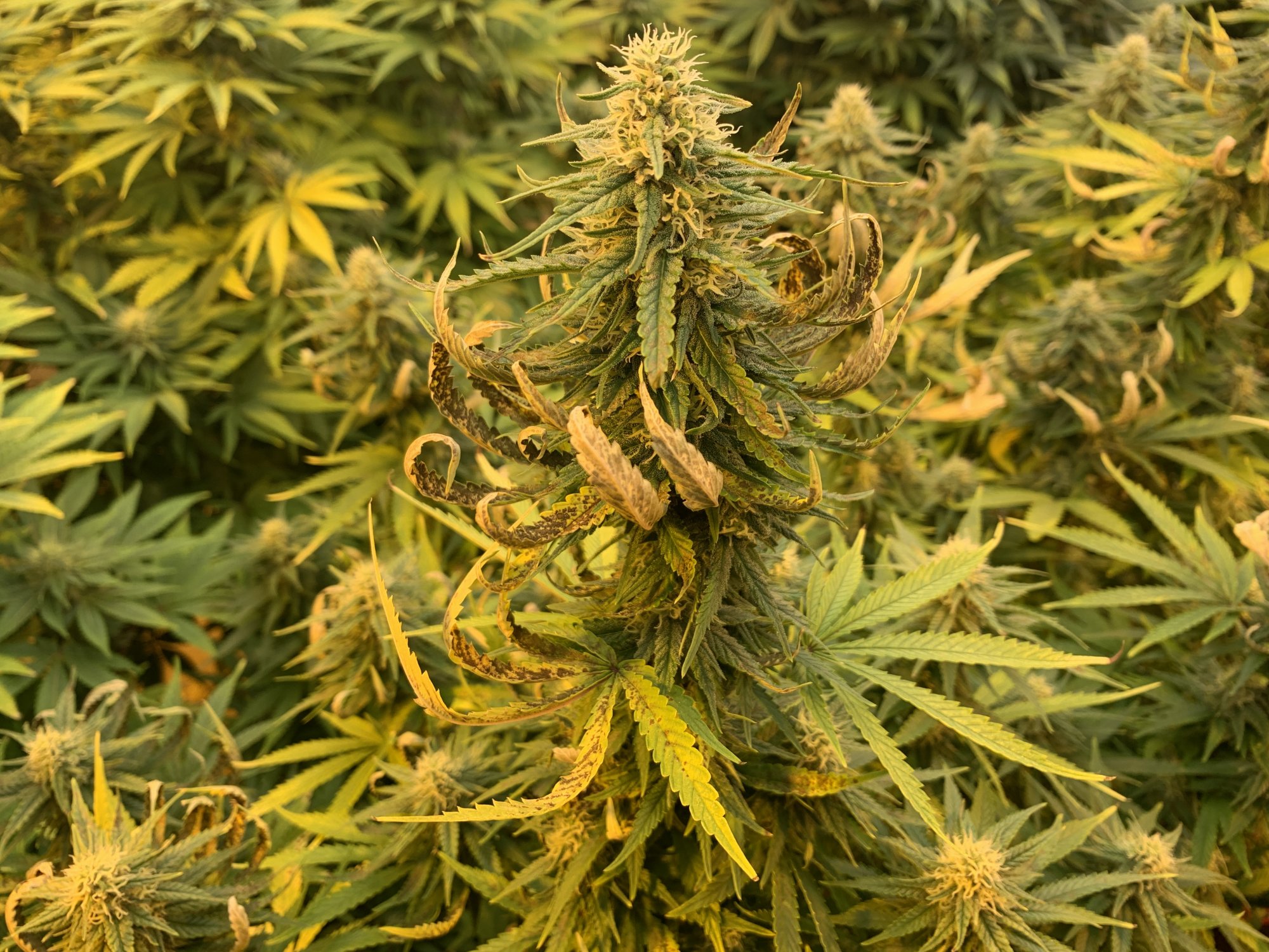 Upper leaves dying overnight thinking manganese deficiency 2