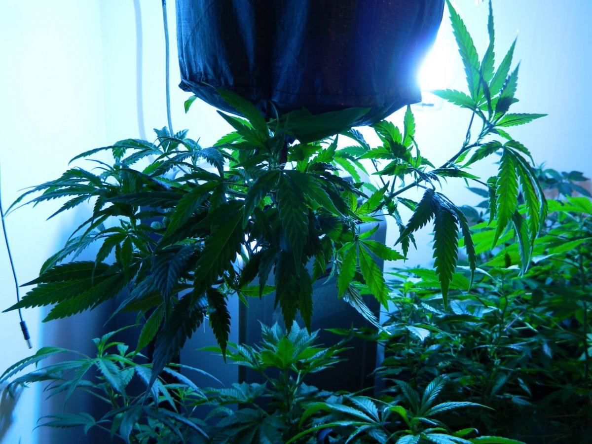 Upside down lemon dojoww x star pheno7 001
