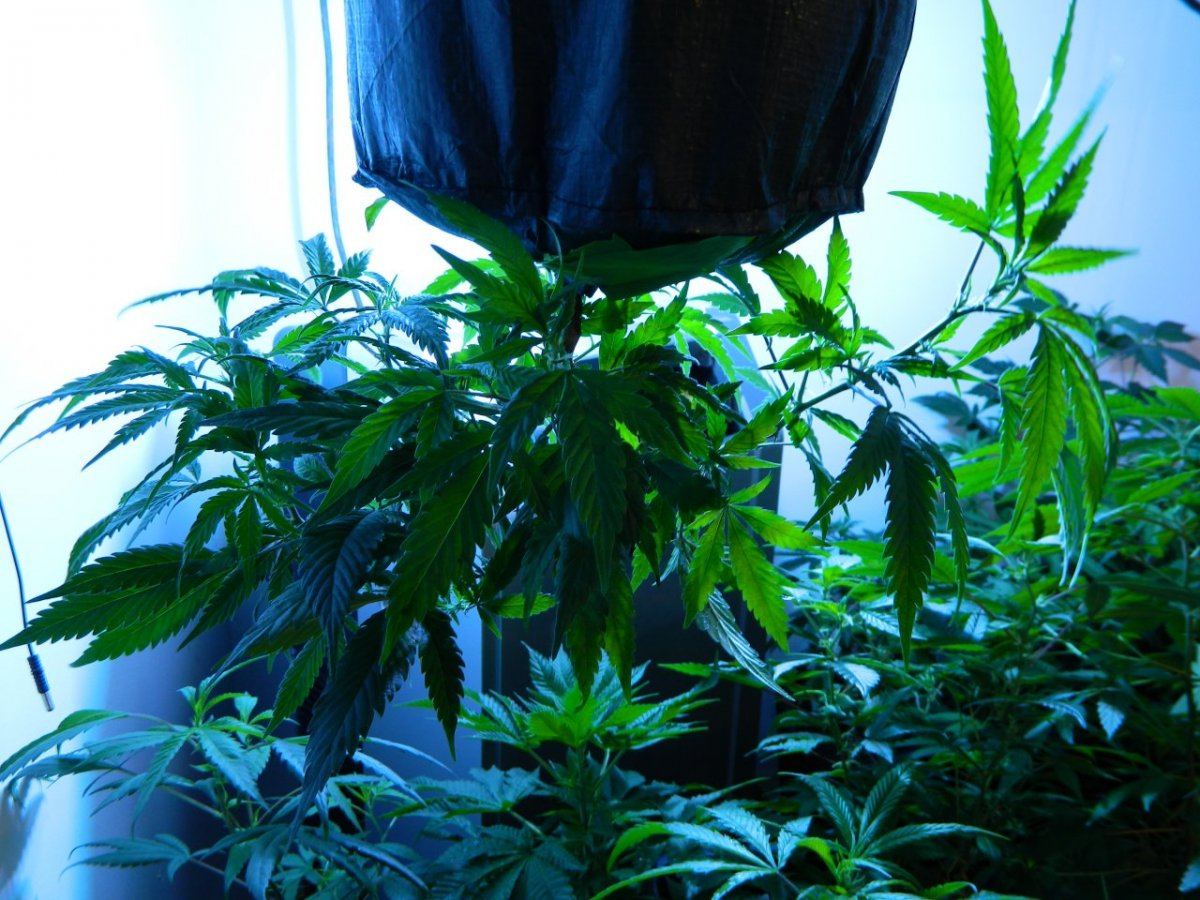 Upside down lemon dojoww x star pheno7 002