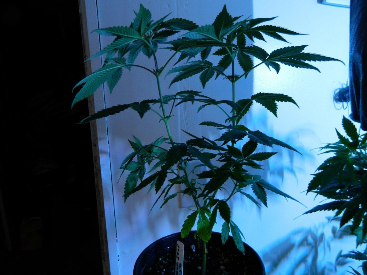 Upside down lemon dojoww x star pheno7 003