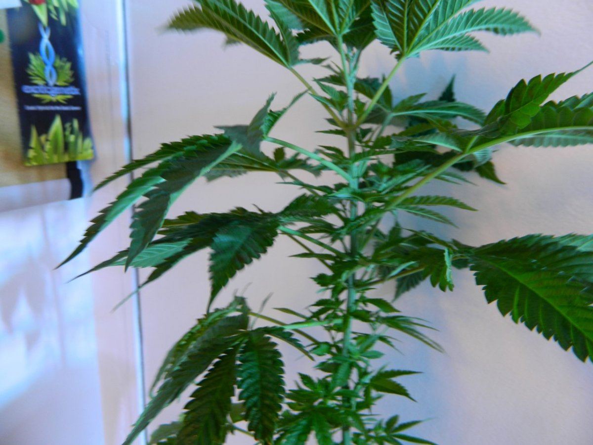 Upside down lemon dojoww x star pheno7 005
