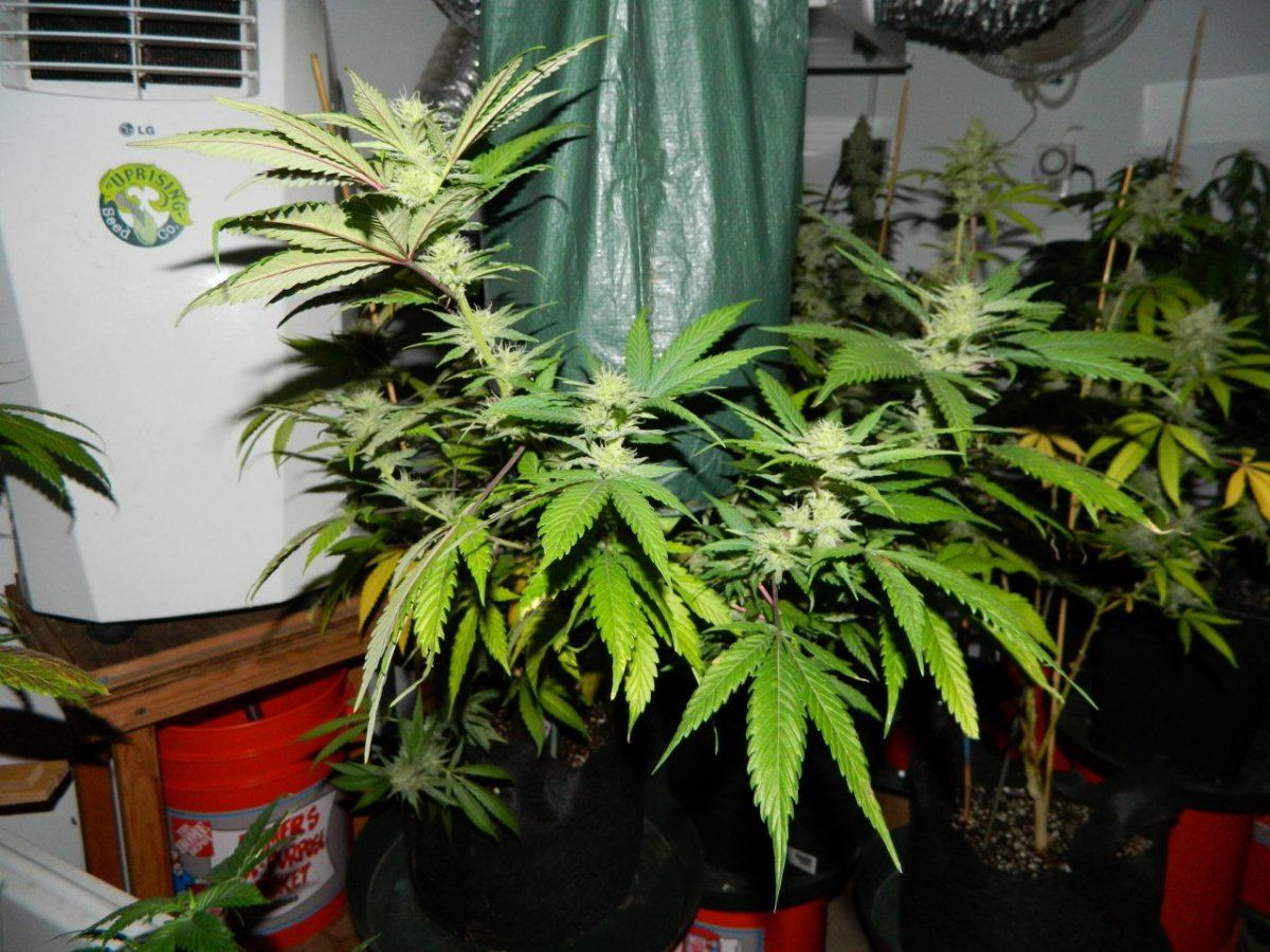 Upside down plant 003