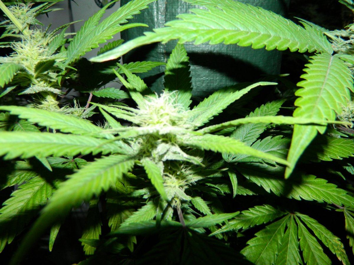 Upside down plant 004