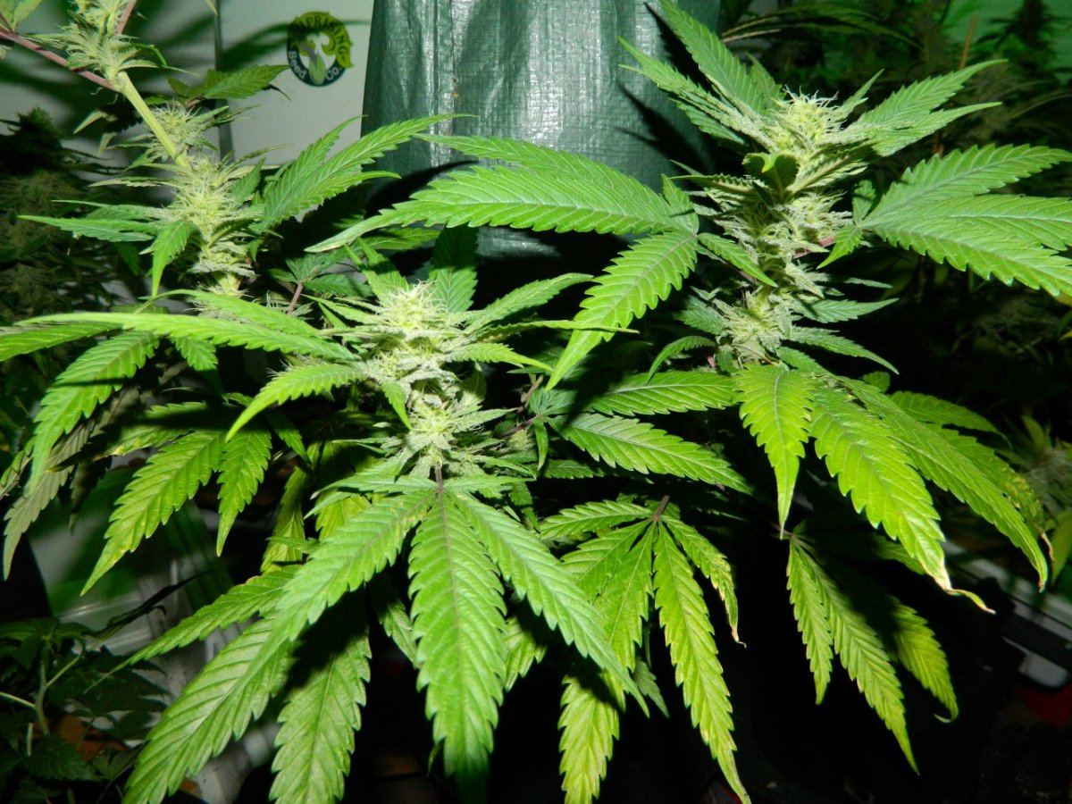 Upside down plant 005