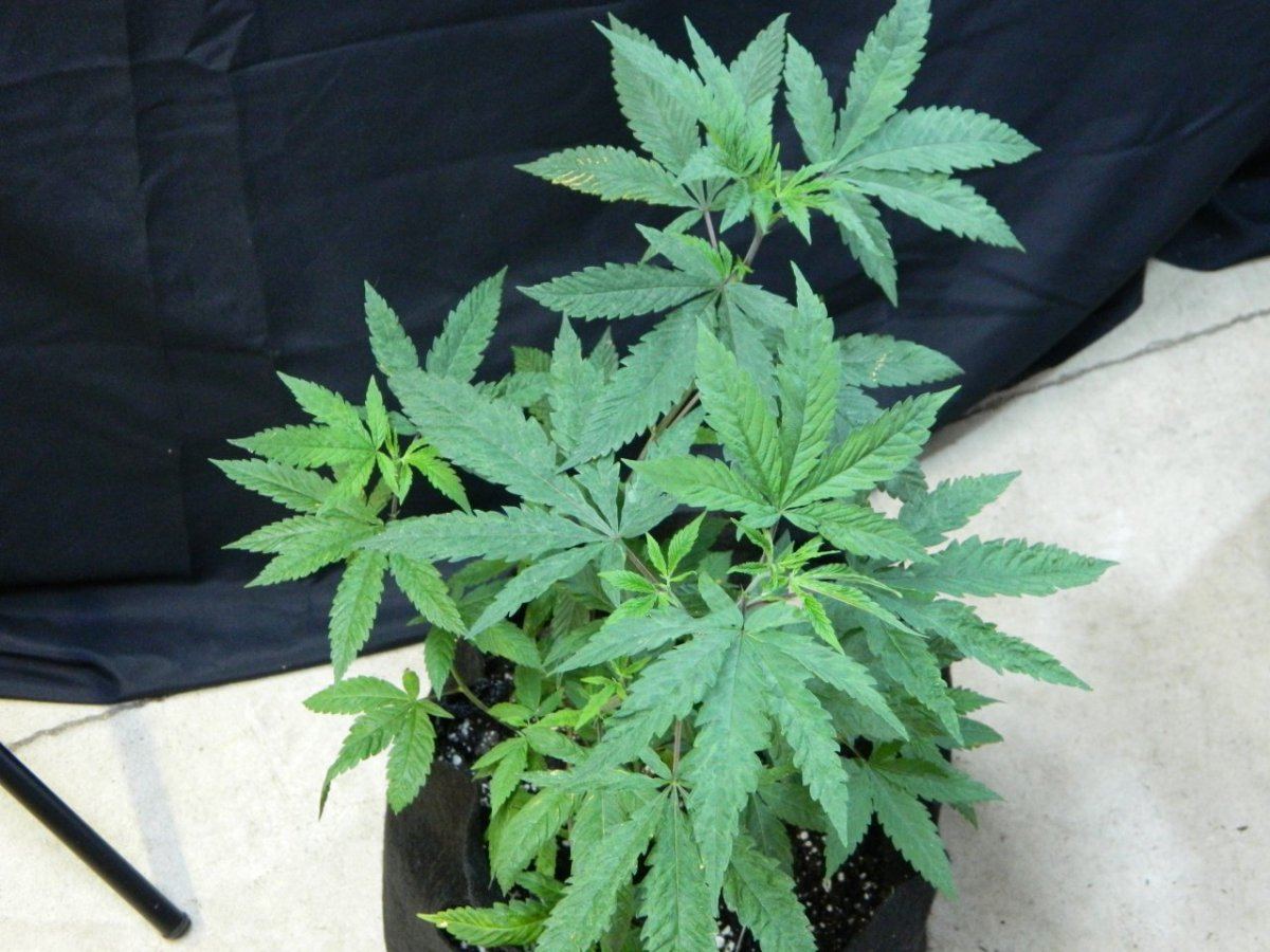 Upside down plant 009