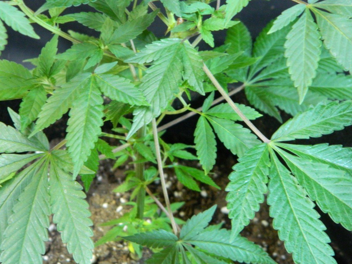 Upside down plant 011