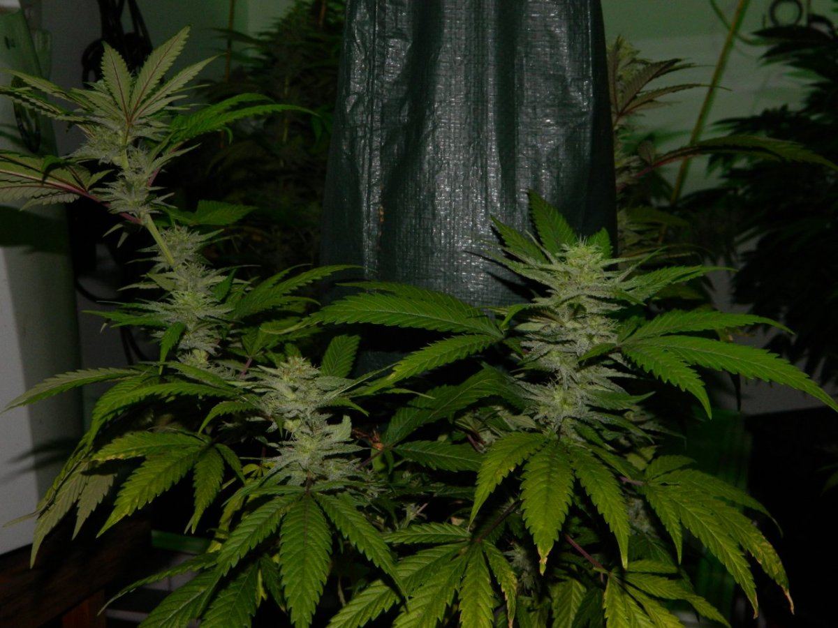 Upside down plant 020