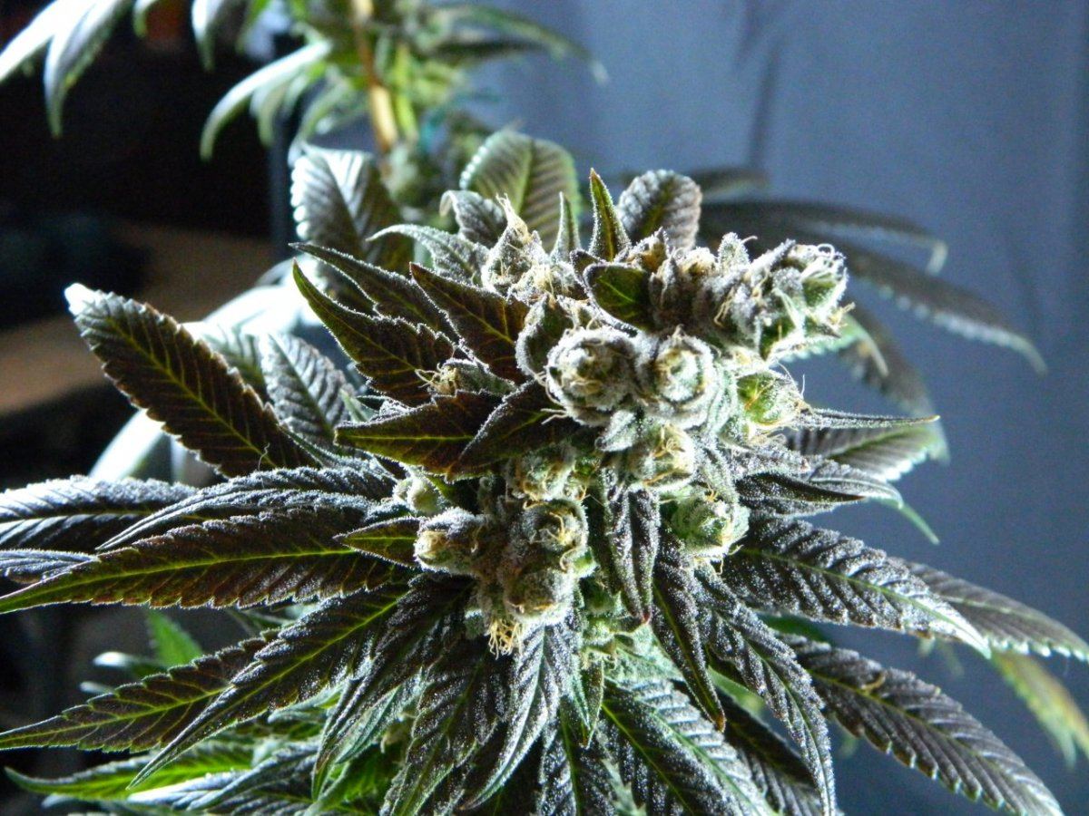 Upside down plant 026