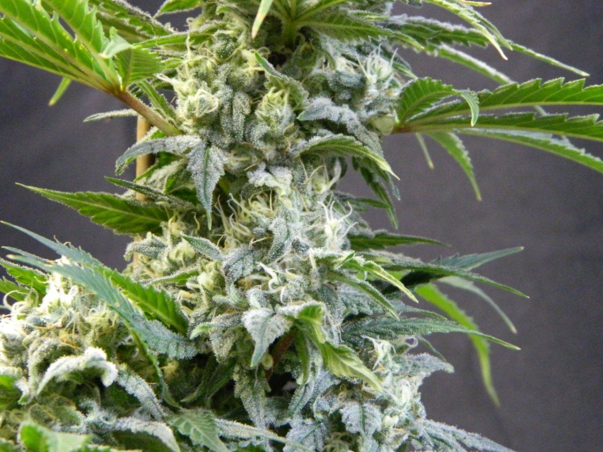 Upside down   poison 002