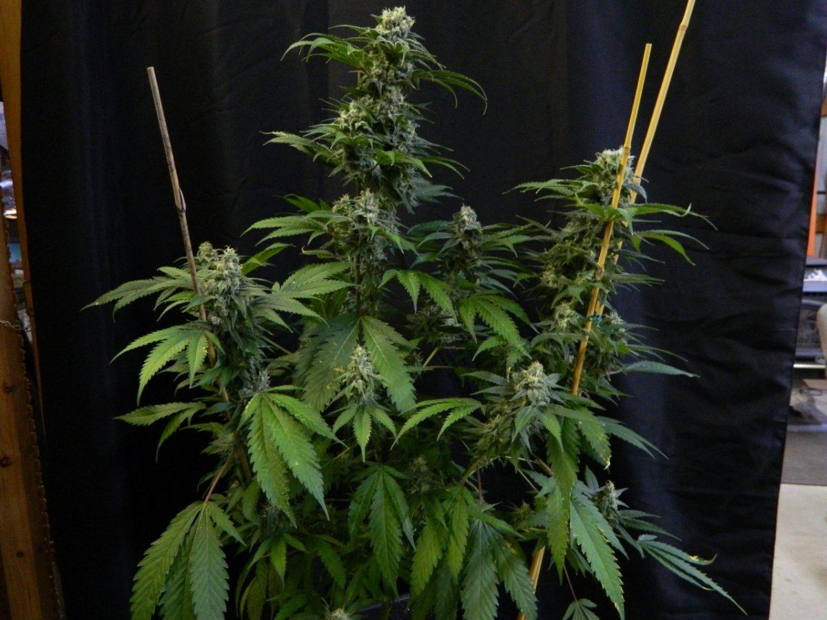 Upside down   poison 006