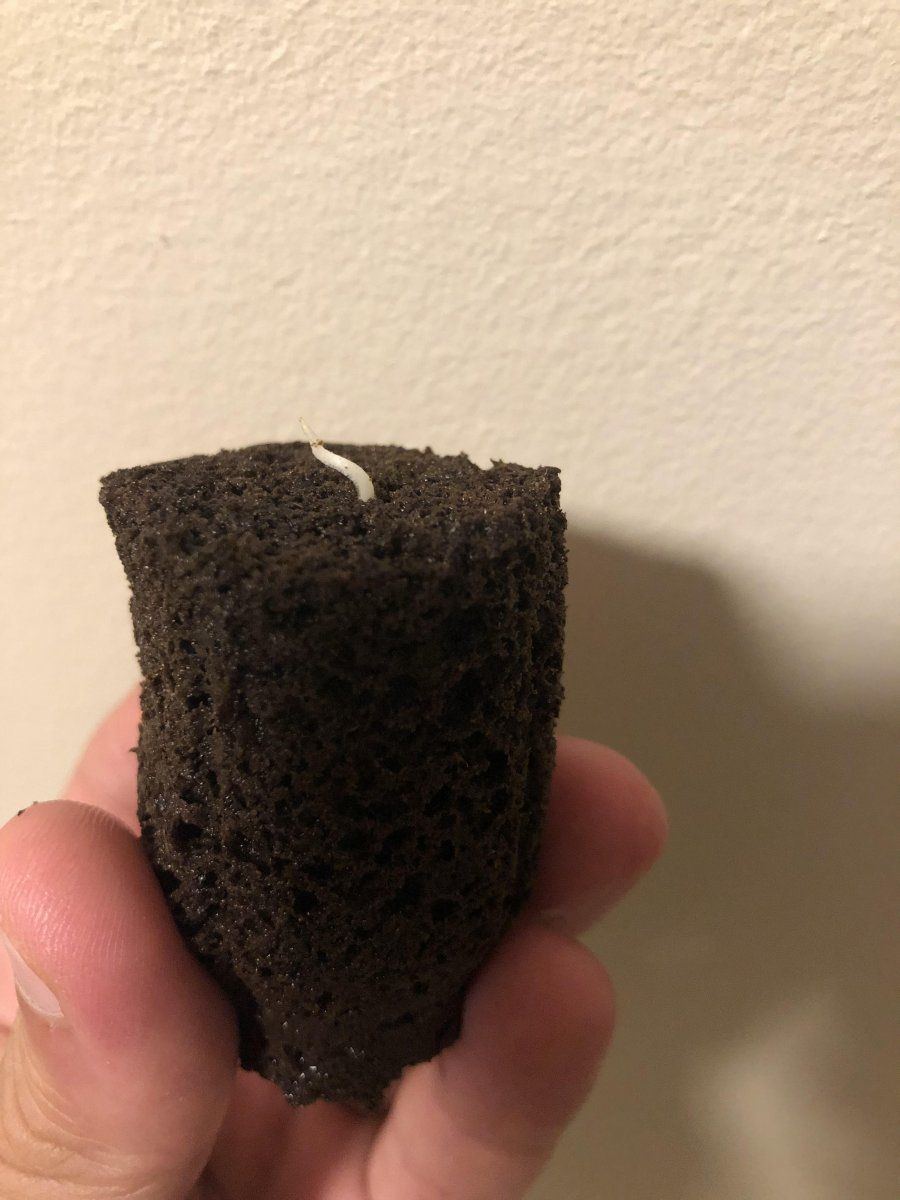 Upside down root