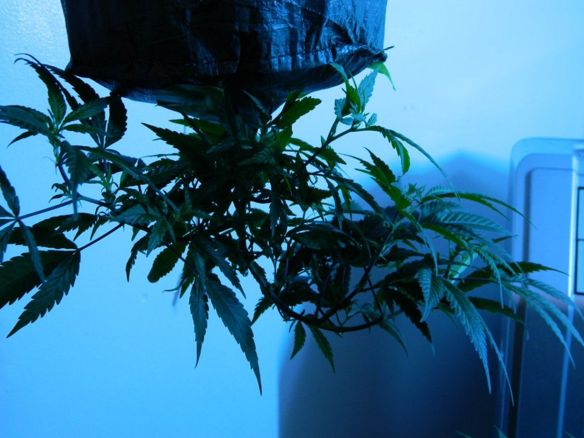 Upside plant  3 weeks 001