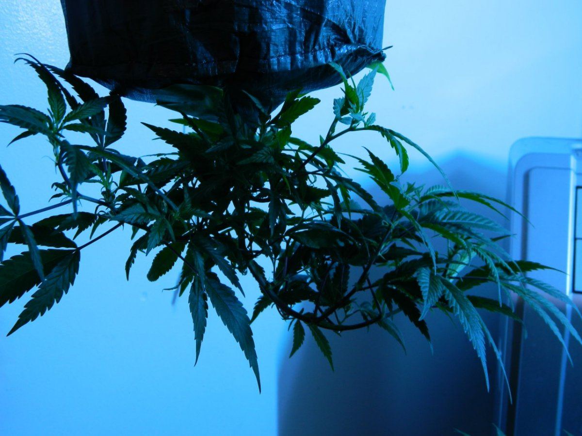 Upside plant  3 weeks 001