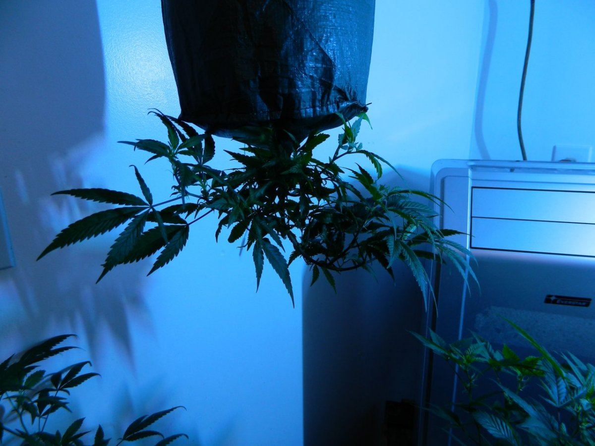 Upside plant  3 weeks 002