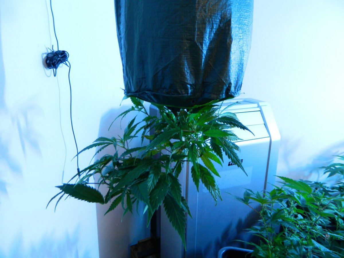 Upside plant  3 weeks 003