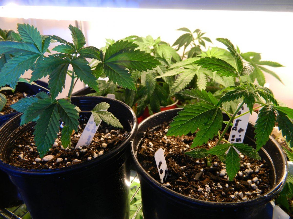 Upside plant  3 weeks 004