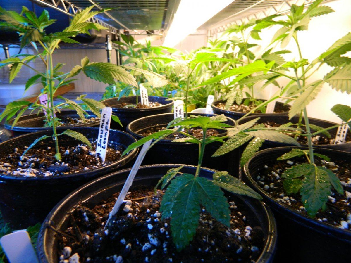 Upside plant  3 weeks 005