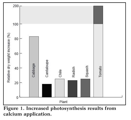Urea   Ca photo increase