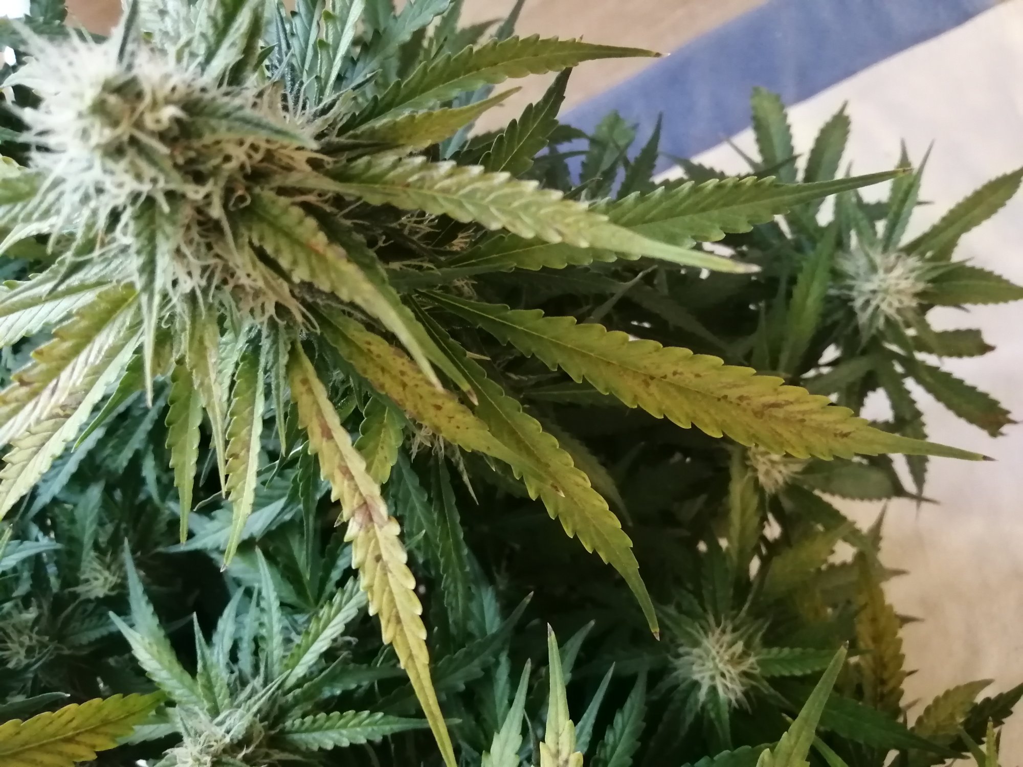 Urgent help needed is this calcium deficiency or lockout or anything else