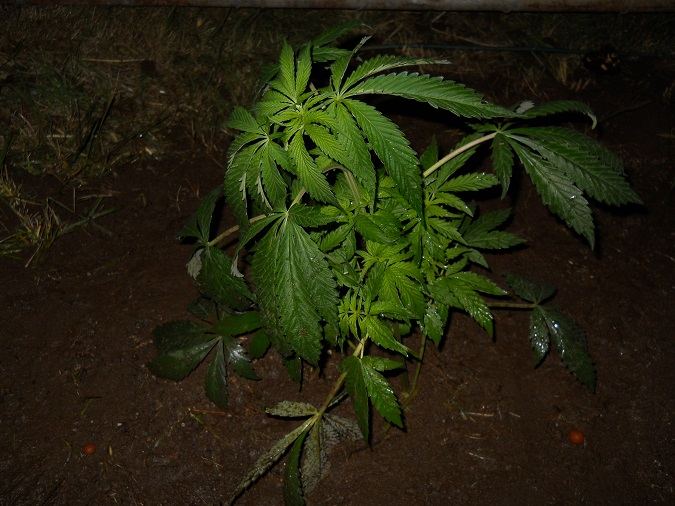 Urkel hybrid 2