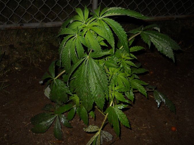 Urkel hybrid 5 29 13