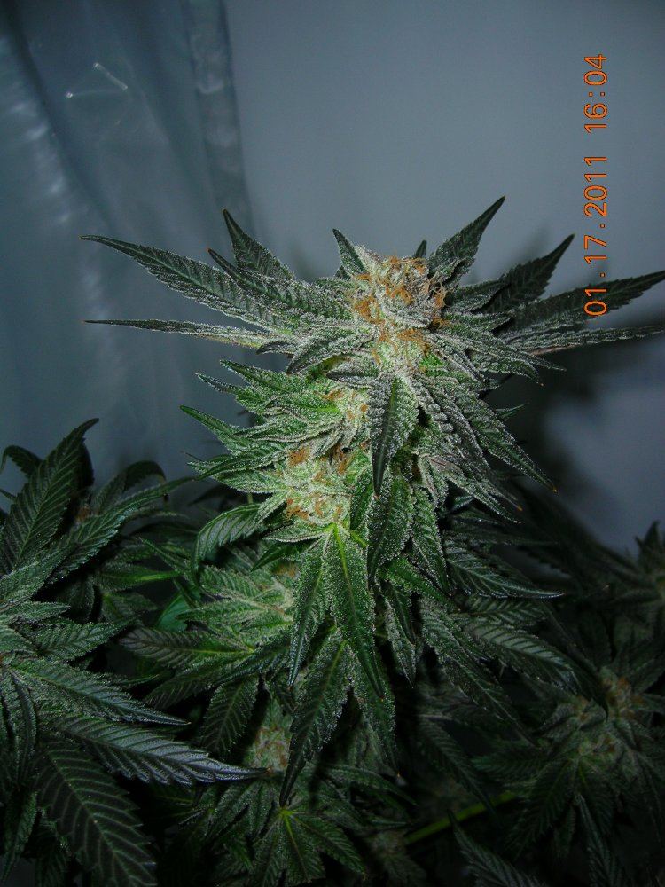 Urkle 4 63 days close up