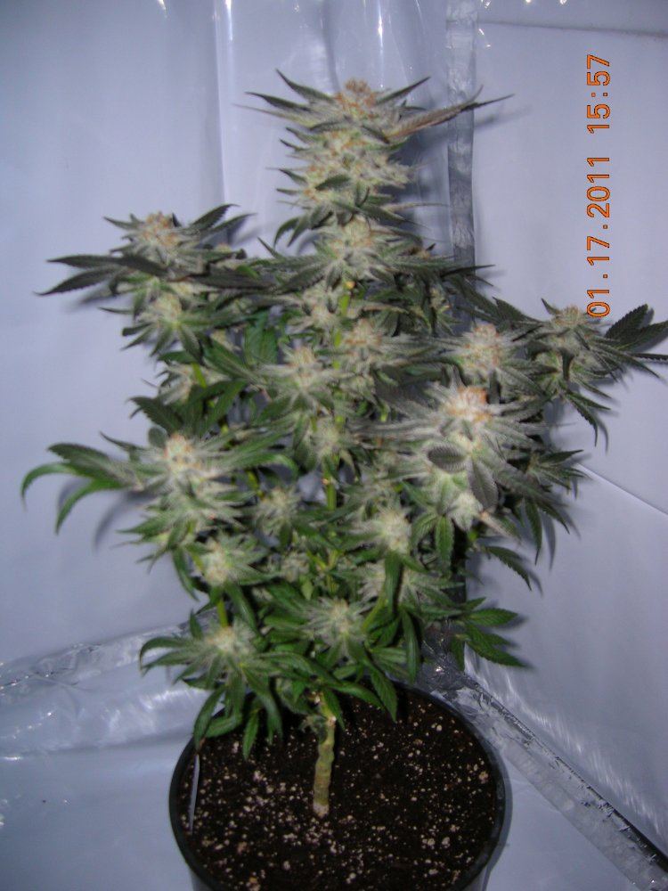 Urkle 4 63 days