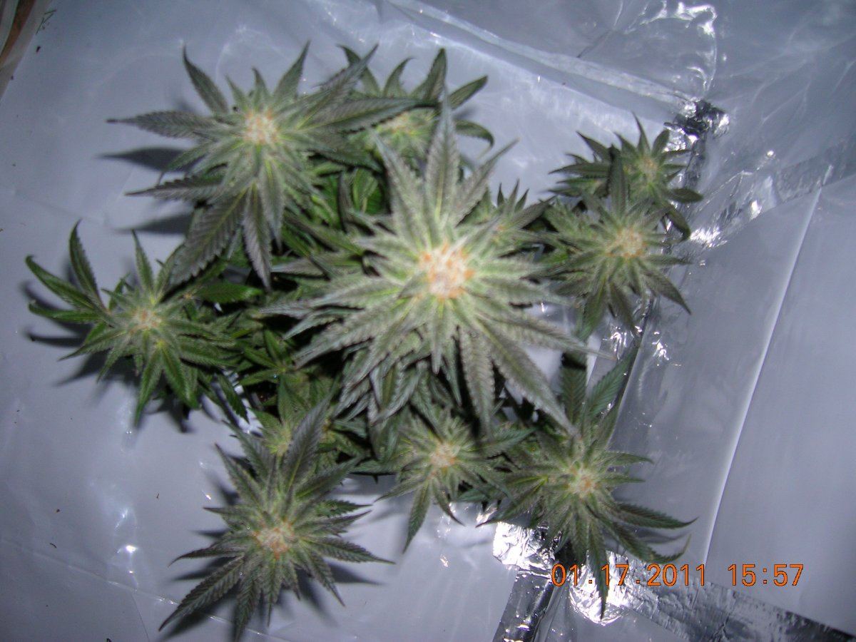 Urkle 4 63 days Top View