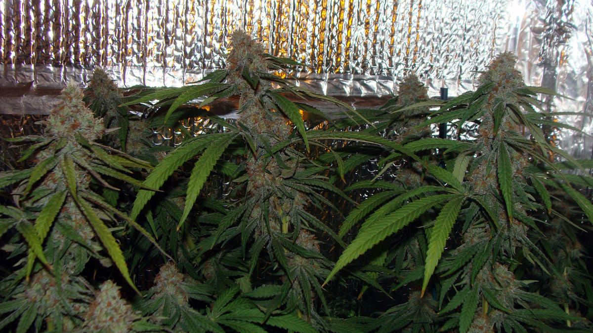 Urkle early