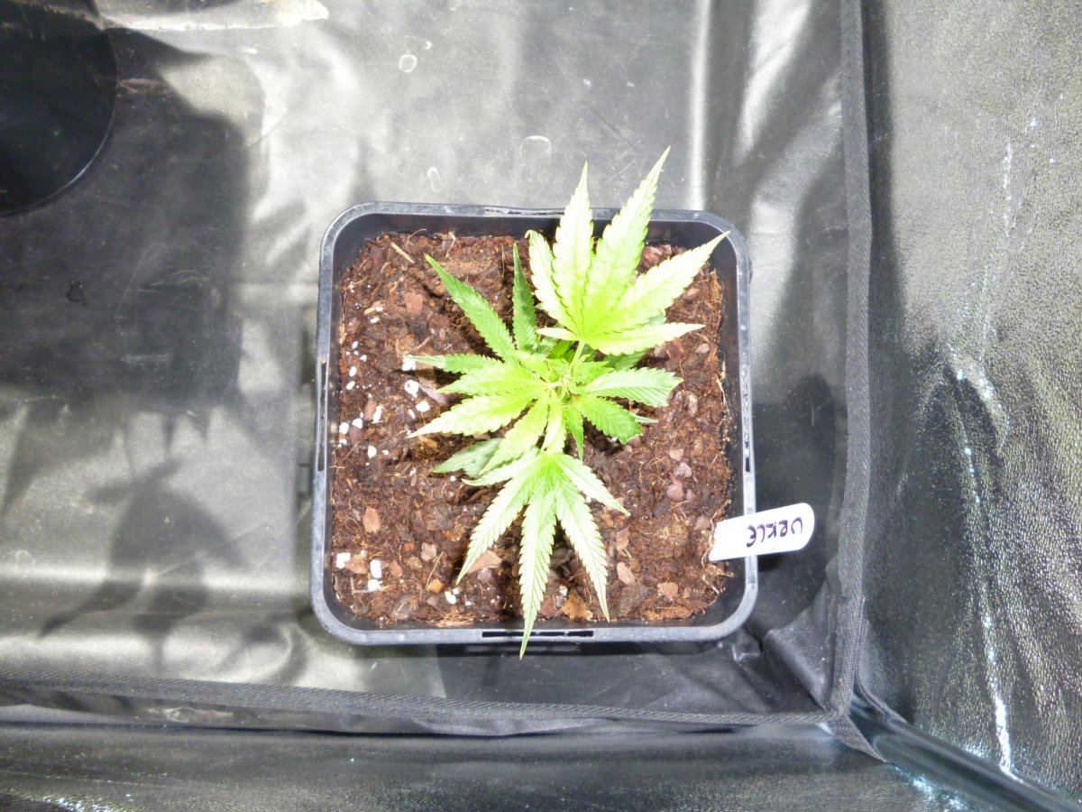 Urkle1