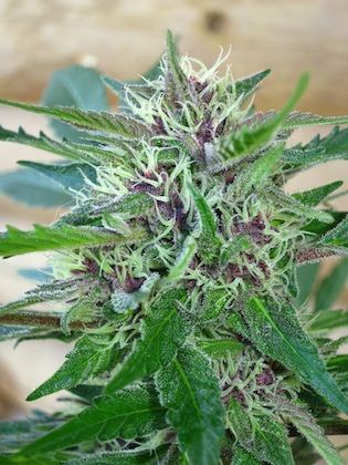URKPURPFLOWY sf