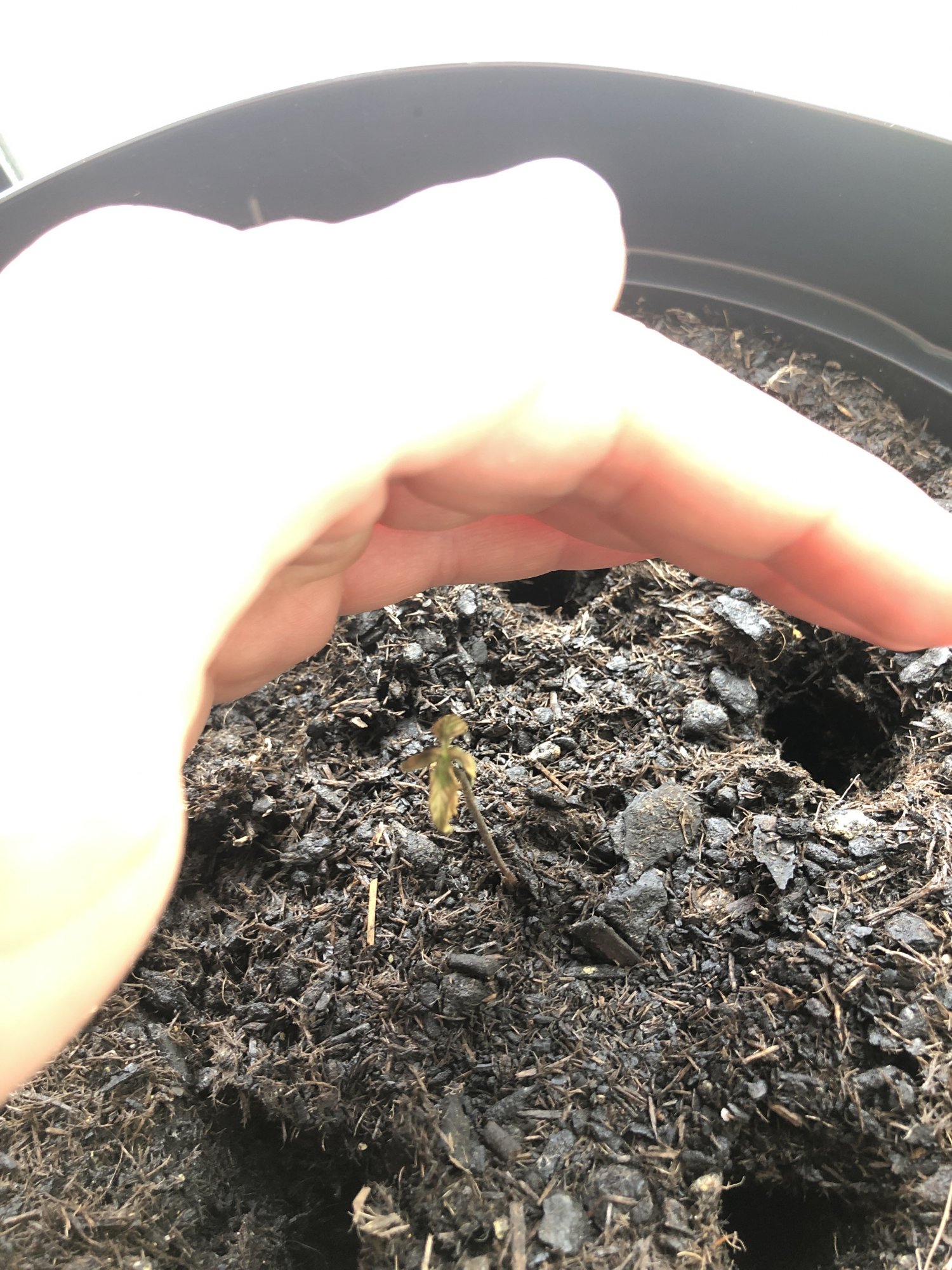 Used dish soap on plants, almost dead - THCFarmer