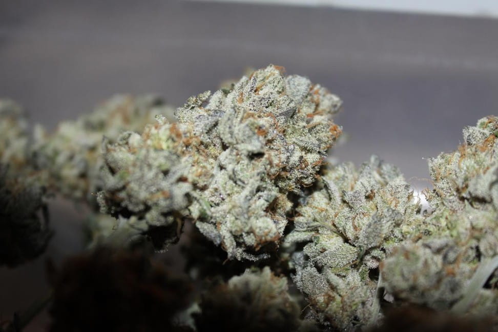 Photo of Girl Scout Cookies strain