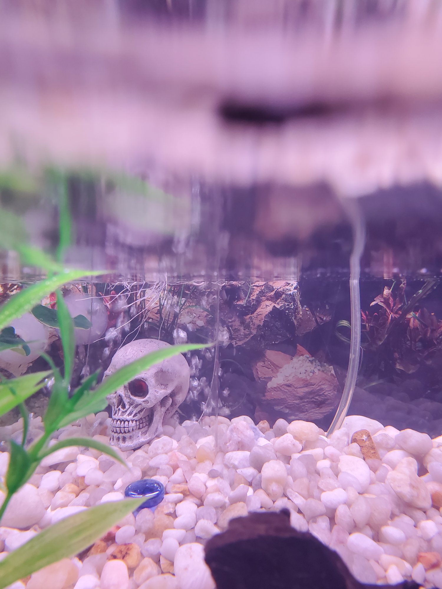 Using a fish tank as a nursery 2