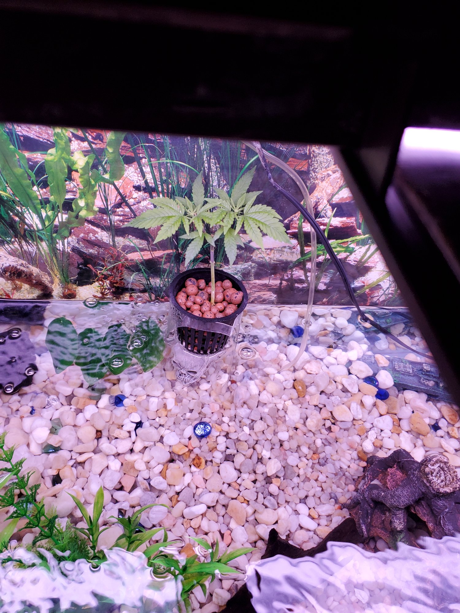 Using a fish tank as a nursery