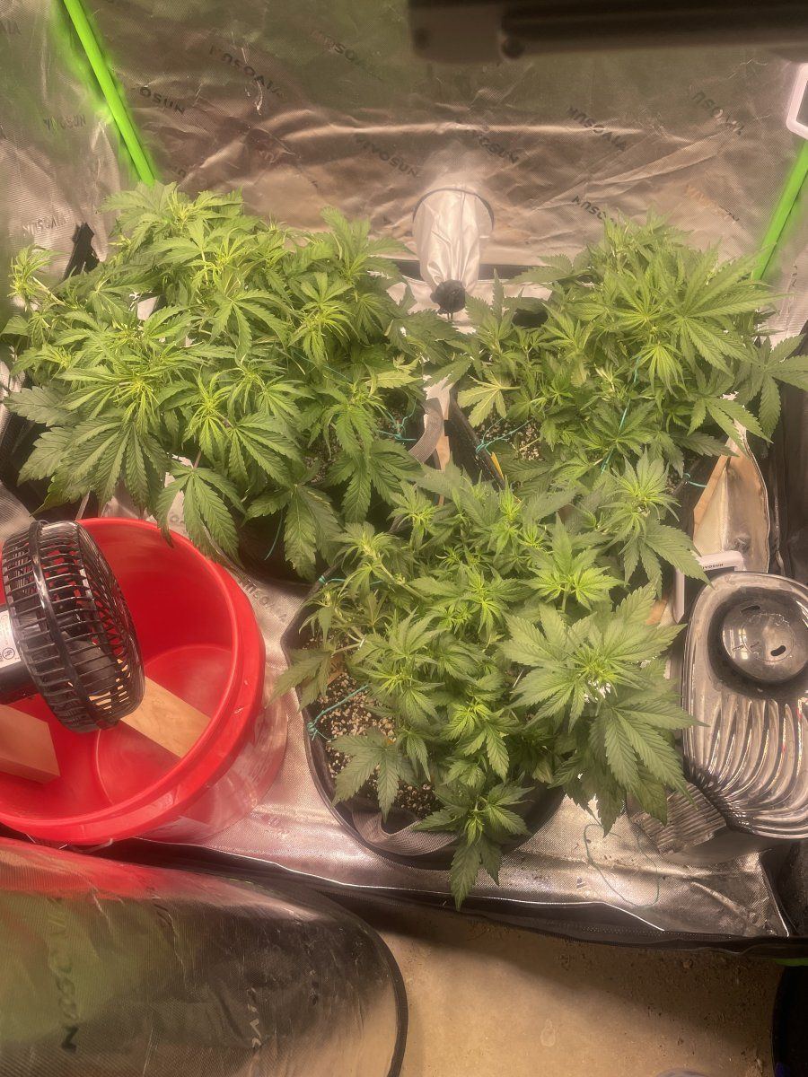 Using advanced nutrients micro grow  bloom ph perfect line