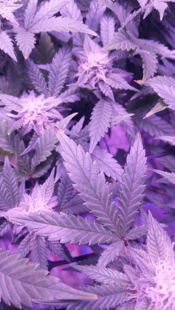 Using calmag for the first time but having a calcium deficiency plus flower room pics 3
