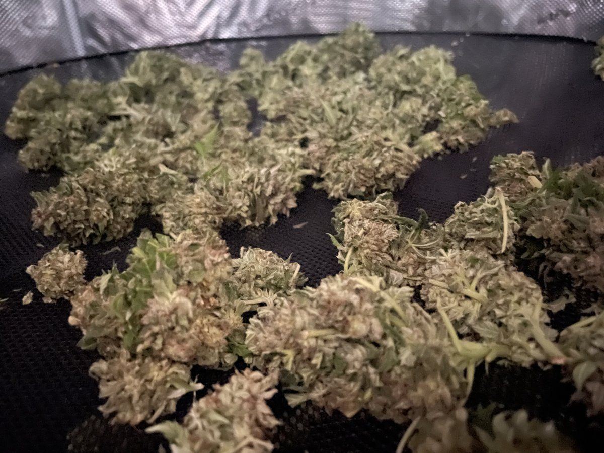 Using grow tent for drying