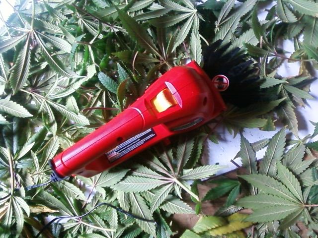 Using hair trimmers on cannabis