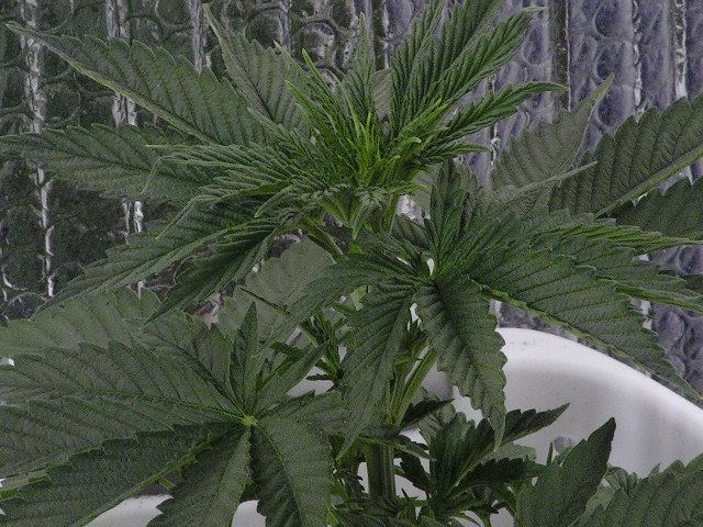 V 7 SKUNK 1