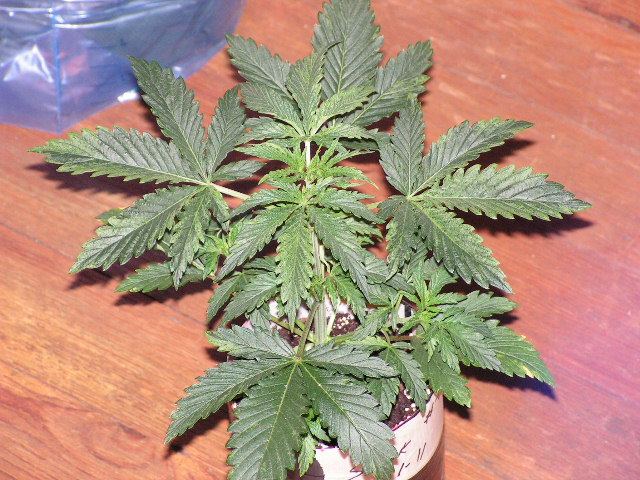 V 7 SKUNK 2