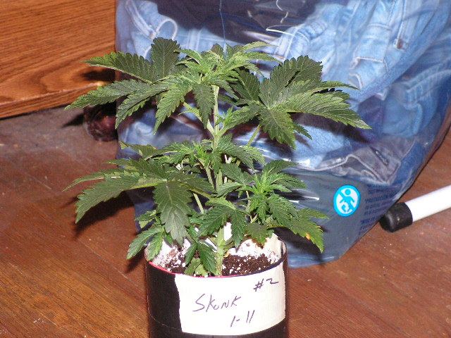 V 7 SKUNK 2